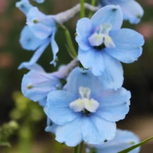 Belladonna Delphinium Perennial - Blue/Purple Blooms - 2.5