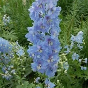 Belladonna Delphinium Perennial - Blue/Purple Blooms - 2.5