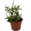 Belly Button Peperomia Plant - 2.5" Pot - Peperomia verticillata
