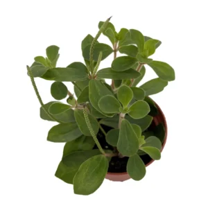 Belly Button Peperomia Plant - 2.5