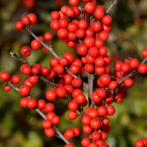 Berry Heavy Winterberry Ilex Vivid 4