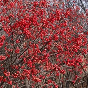 Berry Heavy Winterberry Ilex Vivid 4" Pot - Bonsai Holly