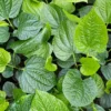 Betel Leaf Lá Lốt Piper Lolot Live Plant Herb - 1 Gallon Pot - Culinary and Medicinal