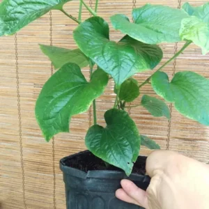 Betel Leaf Lá Lốt Piper Lolot Live Plant Herb - 1 Gallon Pot - Culinary and Medicinal