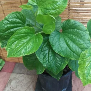 Betel Leaf Lá Lốt Piper Lolot Live Plant Herb - 1 Gallon Pot - Culinary and Medicinal