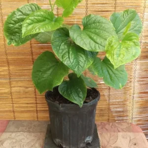Betel Leaf Lá Lốt Piper Lolot Live Plant Herb - 1 Gallon Pot - Culinary and Medicinal