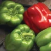 Better Belle Pepper Plants Set of 2 Big Bell Peppers Seedling 4-6 Inch Tall Vegetable Garden