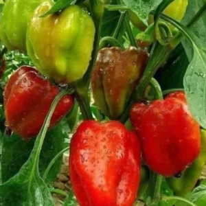 Better Belle Pepper Plants Set of 2 Big Bell Peppers Seedling 4-6 Inch Tall Vegetable Garden