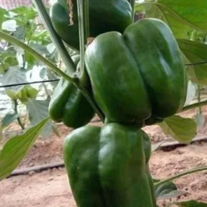 Better Belle Pepper Plants Set of 2 Big Bell Peppers Seedling 4-6 Inch Tall Vegetable Garden