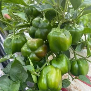 Better Belle Pepper Plants Set of 2 Big Bell Peppers Seedling 4-6 Inch Tall Vegetable Garden