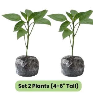 Better Belle Pepper Plants Set of 2 Big Bell Peppers Seedling 4-6 Inch Tall Vegetable Garden