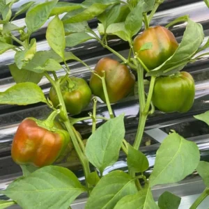 Better Belle Pepper Plants Set of 2 Big Bell Peppers Seedling 4-6 Inch Tall Vegetable Garden