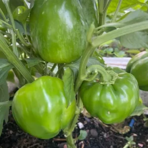 Better Belle Pepper Plants Set of 2 Big Bell Peppers Seedling 4-6 Inch Tall Vegetable Garden