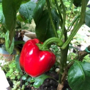 Better Belle Pepper Plants Set of 2 Big Bell Peppers Seedling 4-6 Inch Tall Vegetable Garden