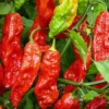 Bhut Jolokia Chile Pepper Plant 4" Pot - World's Hottest Ghost Pepper