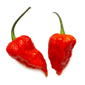 Bhut Jolokia Chile Pepper Plant 4" Pot - World's Hottest Ghost Pepper