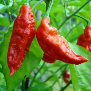 Bhut Jolokia Chile Pepper Plant 4