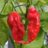 Bhut Jolokia Chile Pepper Plants - Set of 2 Ghost Pepper Seedlings 4-6 Inch Tall