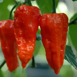 Bhut Jolokia Chile Pepper Plants - Set of 2 Ghost Pepper Seedlings 4-6 Inch Tall