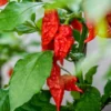 Bhut Jolokia Ghost Pepper Plant - Hot Chile Plant - 2.5 inch Pot