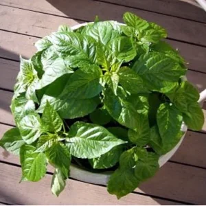 Bhut Jolokia Ghost Pepper Plant - Hot Chile Plant - 2.5 inch Pot