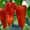 Bhut Jolokia Ghost Pepper Plants - Set of 2 Seedlings 4-6 Inch