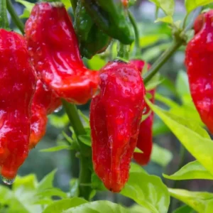 Bhut Jolokia Ghost Pepper Plants - Set of 2 Seedlings 4-6 Inch