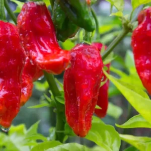 Bhut Jolokia Ghost Pepper Plants - Set of 2 Seedlings 4-6 Inch
