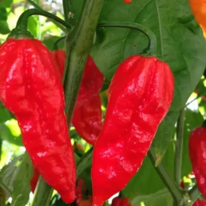 Bhut Jolokia Ghost Pepper Plants - Set of 2 Seedlings 4-6 Inch