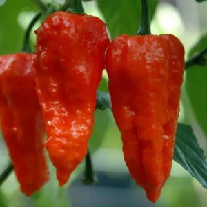 Bhut Jolokia Ghost Pepper Plants - Set of 2 Seedlings 4-6 Inch