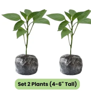 Bhut Jolokia Ghost Pepper Plants - Set of 2 Seedlings 4-6 Inch