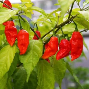 Bhut Jolokia Ghost Pepper Plants - Set of 2 Seedlings 4-6 Inch