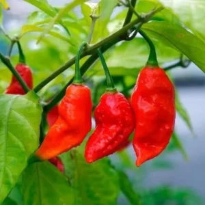 Bhut Jolokia Ghost Pepper Plants - Set of 2 Seedlings 4-6 Inch