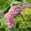 Bicolor Butterfly Bush Plant - 2.5" Pot - Buddleia davidii - Lavender & Yellow Blooms