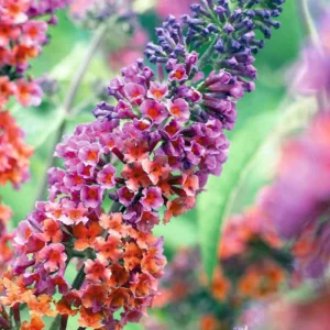Bicolor Butterfly Bush Plant - 2.5" Pot - Buddleia davidii - Lavender & Yellow Blooms