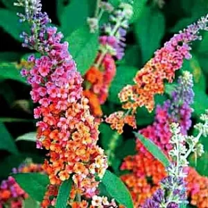 Bicolor Butterfly Bush Plant - 2.5