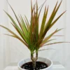 Bicolor Dragon Tree - Dracaena Marginata Plant - 4" Pot - Colorful Foliage