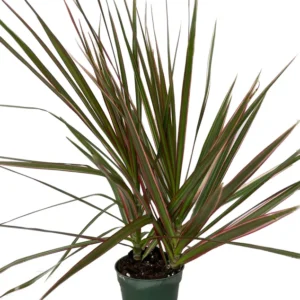 Bicolor Dragon Tree - Dracaena Marginata Plant - 4" Pot - Colorful Foliage
