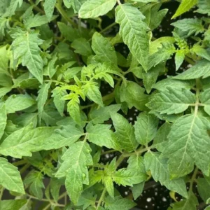 Big Boy Tomato Plant - 4 Inch Pot - Heavy Yielding Variety