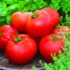 Big Boy Tomato Plant - 4 Inch Pot - Heavy Yielding Variety