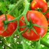 Big Boy Tomato Plant - Heavy Yields - 2.5 inch Pot - Garden Vegetable
