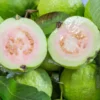 Big White Guava Tree - Grafted Live Plant - 2-3 Ft - 3 Gallon Pot - Ready to Bear Fruit