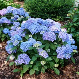 Bigleaf Hydrangea LET’S DANCE LOVEABLE - 4 inch Pot - Pink and Purple Blooms