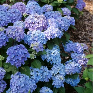 Bigleaf Hydrangea LET’S DANCE LOVEABLE - 4 inch Pot - Pink and Purple Blooms