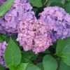 Bigleaf Hydrangea Let's Dance ¡Arriba!- 4-inch Pot - Mophead Blooms