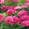 Bigleaf Hydrangea Wee Bit Giddy - 4 inch Pot - Red Pink Blooms