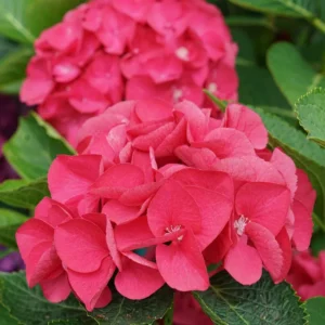 Bigleaf Hydrangea Wee Bit Giddy - 4 inch Pot - Red Pink Blooms