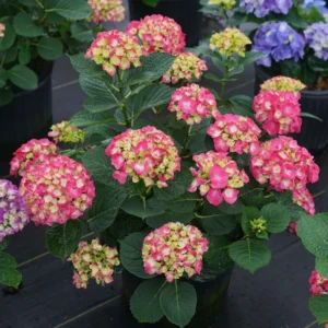 Bigleaf Hydrangea Wee Bit Giddy - 4 inch Pot - Red Pink Blooms