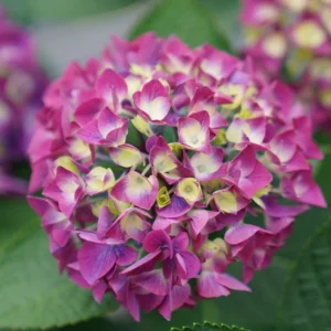 Bigleaf Hydrangea Wee Bit Giddy - 4 inch Pot - Red Pink Blooms