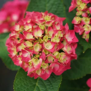 Bigleaf Hydrangea Wee Bit Giddy - 4 inch Pot - Red Pink Blooms